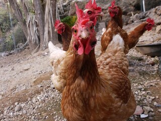 Apartamento de vacaciones Candelaria (Teneriffa) Entorno 21