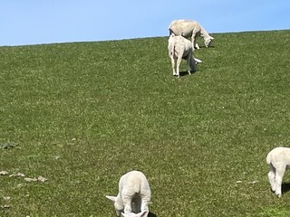 und ständige Begleiter