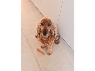 Hofhund Milo