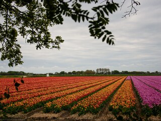 Blühende Tulpenfelder