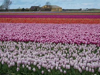 Blühende Tulpenfelder