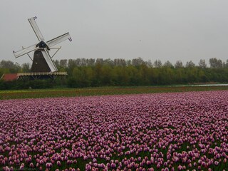 Blühende Tulpenfelder mit einer Mühle