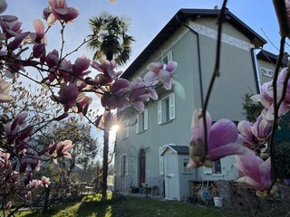 Magnolia in March (evening)