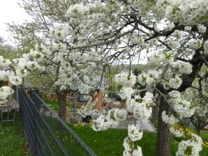 Ferienhaus in Thale - Neinstedt