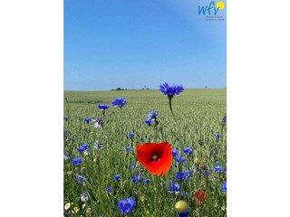 Apartamento de vacaciones Binz Grabación al aire libre 2