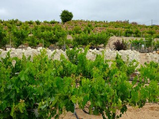 Vakantiehuis Fasnia Omgeving 23