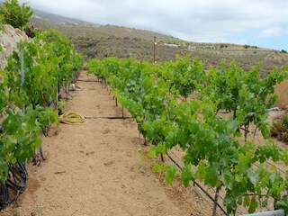 Maison de vacances Fasnia Environnement 24