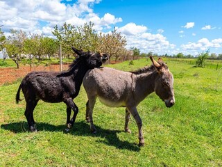 Maison de vacances Podlug  57