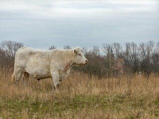 Ferienhaus Renesse Umgebung 36