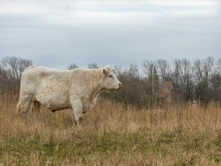 Ferienhaus Renesse Umgebung 34