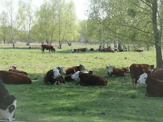 Wanderungen vorbei an Wiesen und Weiden