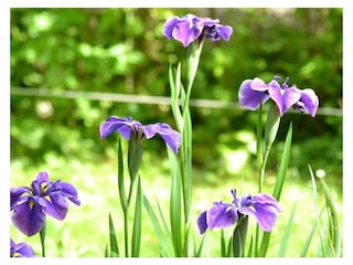 Irisblüte im Naturschutzgebiet Eriskirch