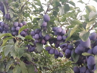 Genussreife Zwetschgen