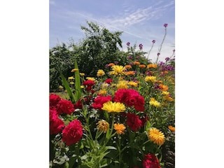 Blumenwiese für die emsigen Bienen
