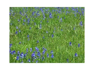 Eriskircher Ried in voller Blüte