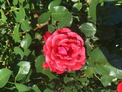 Firma Ferien- Obst- & Hopfenhof - Herr Reinhold Marschall