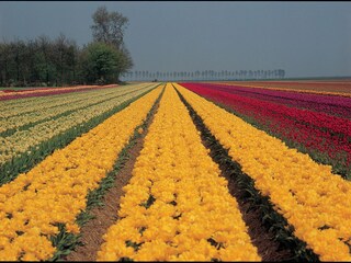 Appartamento per vacanze Egmond aan Zee Ambiente 21