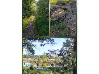 Pietzmoor wenn es warm ist