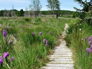 Moor-Knabenkraut Hohes Venn