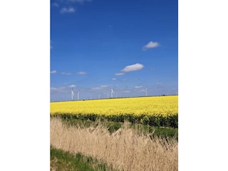 Rapsfeld in Ostfriesland