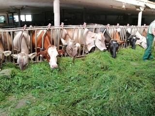 Appartamento per vacanze Mieming Ambiente 24