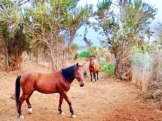 Cottage La Victoria de Acentejo Environment 24