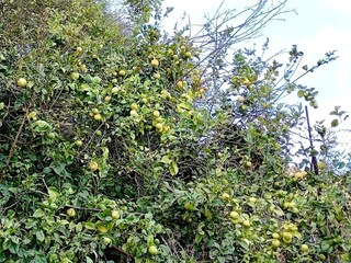 Cottage La Victoria de Acentejo  36