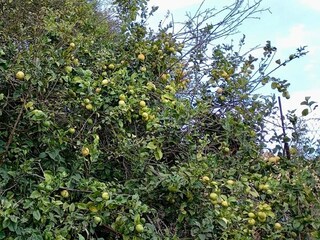 Vakantiehuisje La Victoria de Acentejo Buitenaudio-opname 3