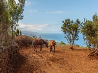 Type de propriété : Chalet La Victoria de Acentejo Enregistrement extérieur 17