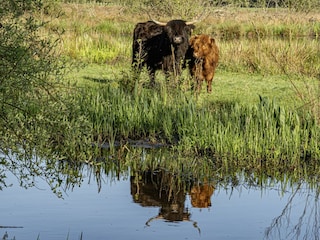 Appartement Meeuwen Omgeving 11