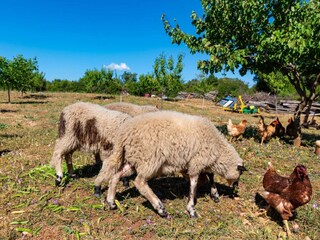 Casa per le vacanze Polača Ambiente 53