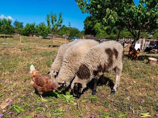 Ferienhaus Polača Umgebung 54