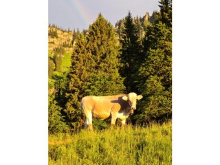 Allgäuer Kuh am Hochgrat