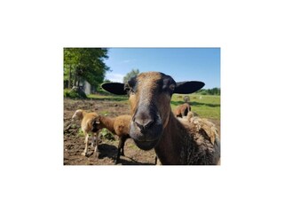 Parque de vacaciones Darlowo  20