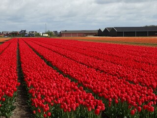 tulpen nabei Egmond