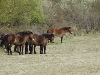 Appartamento per vacanze Egmond aan Zee Documento 19