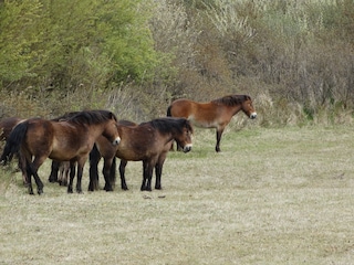 pferden in de Düne bei Egmond