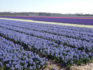 The back garden borders the flower fields.