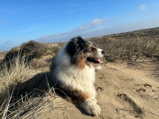 Verbringen Sie einen Tag mit dem Hund in den Dünen