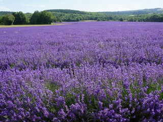 Lavendelfeld