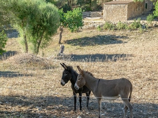 Casa per le vacanze Felanitx Ambiente 38