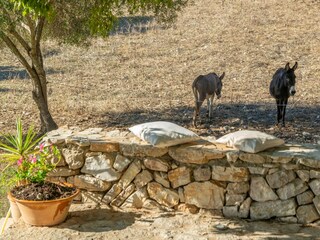 Maison de vacances Felanitx Environnement 39