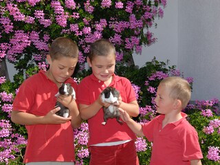 Unsere Meerschweinchen