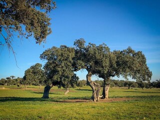 Vakantiepark Laren (Gelderland) Omgeving 17