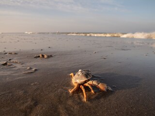 Vakantieappartement Callantsoog Omgeving 27