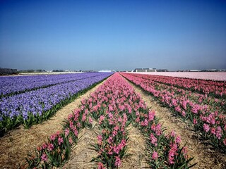 Vakantieappartement Callantsoog Omgeving 20