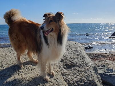 Firma Inselholiday Andreas Cords -  Andreas Cords