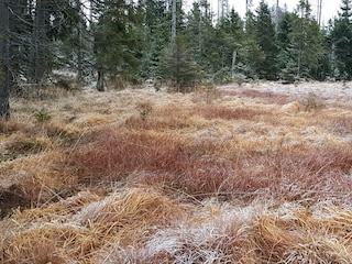 Moorgebiet im Nationalpark.