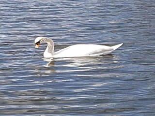 Huisboot Zehdenick Omgeving 31