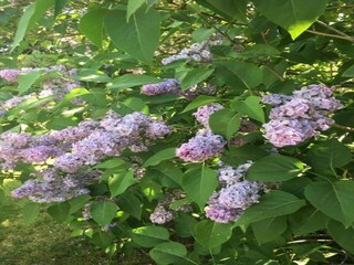 House boat Zehdenick Environment 33